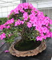 Azalea Bonsai